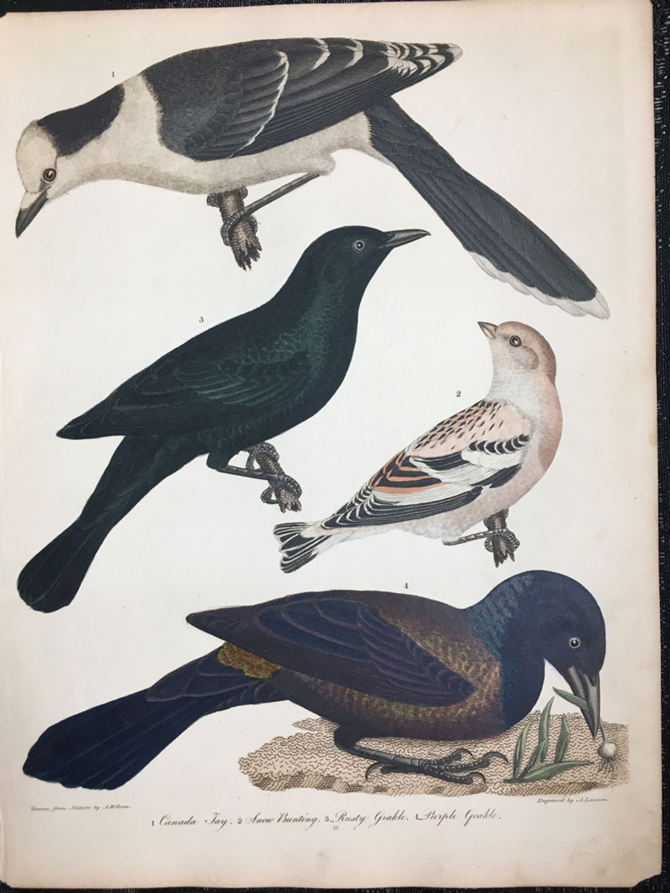 Plate 21: Canada Jay, Pruple Gracker et al