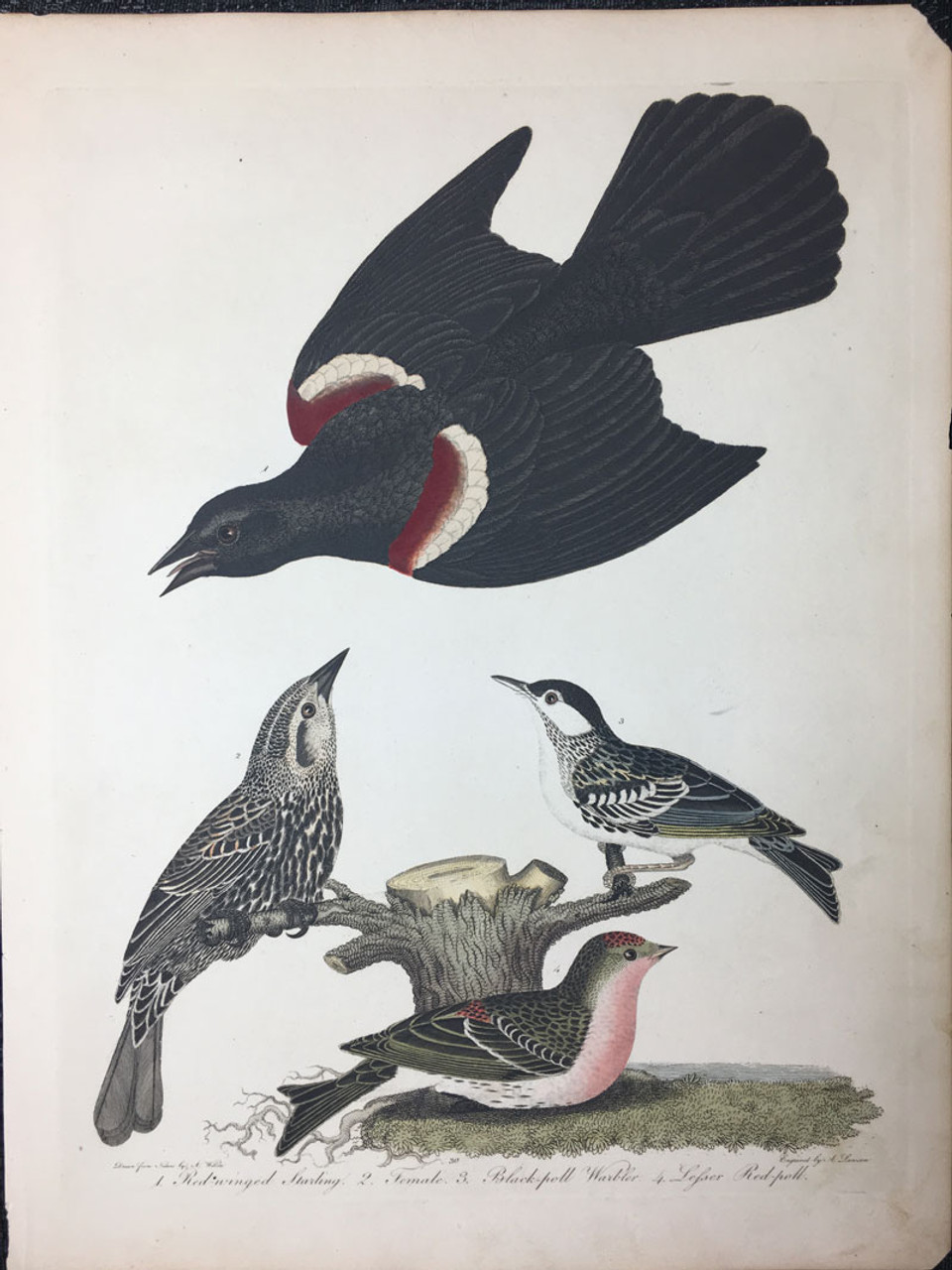 Plate 30: Red Wing Starling, Black-Poll Warbler et al Plate 30: Red Wing Starling, Black-Poll Warbler et al
