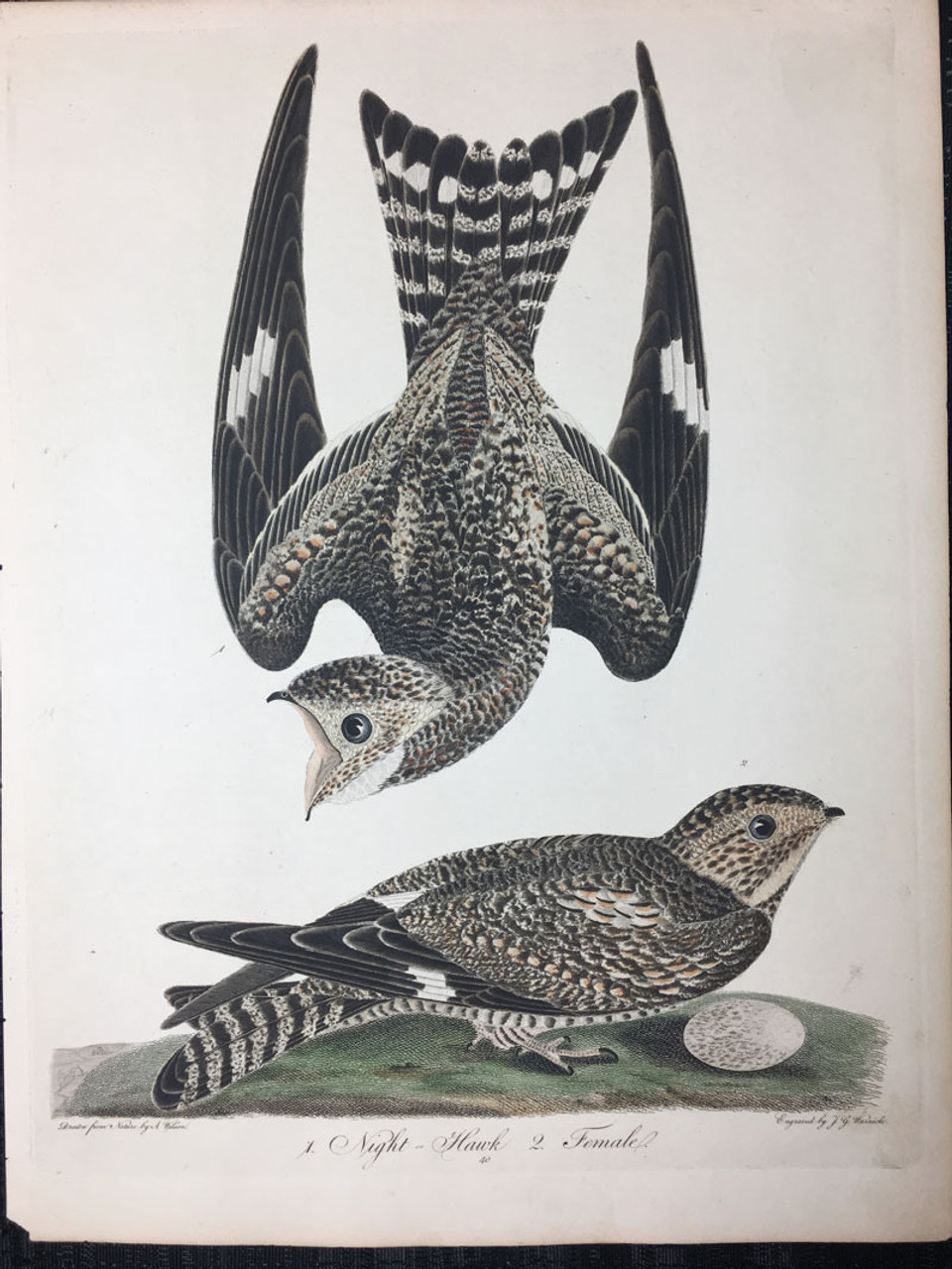 Plate 40: Night Hawk, Female