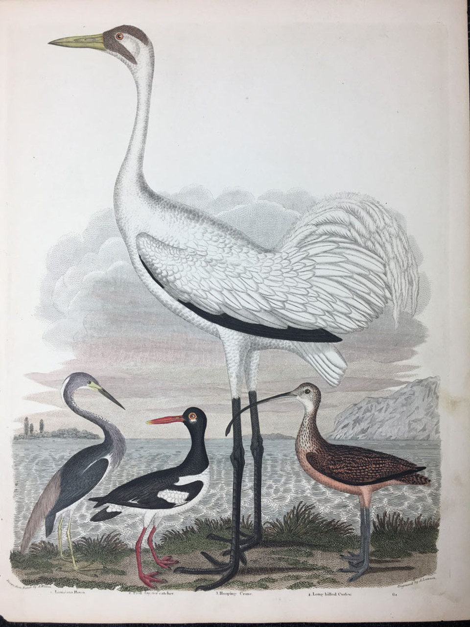 Plate 64: Louisiana Heron, Pied Oyster Catcher, Hooping Crane et al