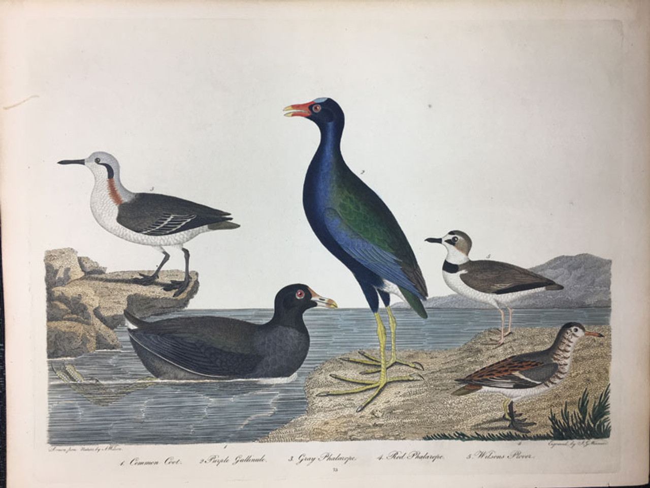 Plate 73: Common Coot, Wilsons Plover et al Plate 73: Common Coot, Wilsons Plover et al
