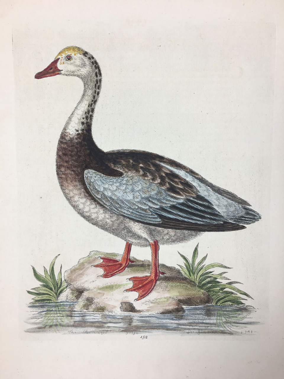 #152 Blue Winged Goose