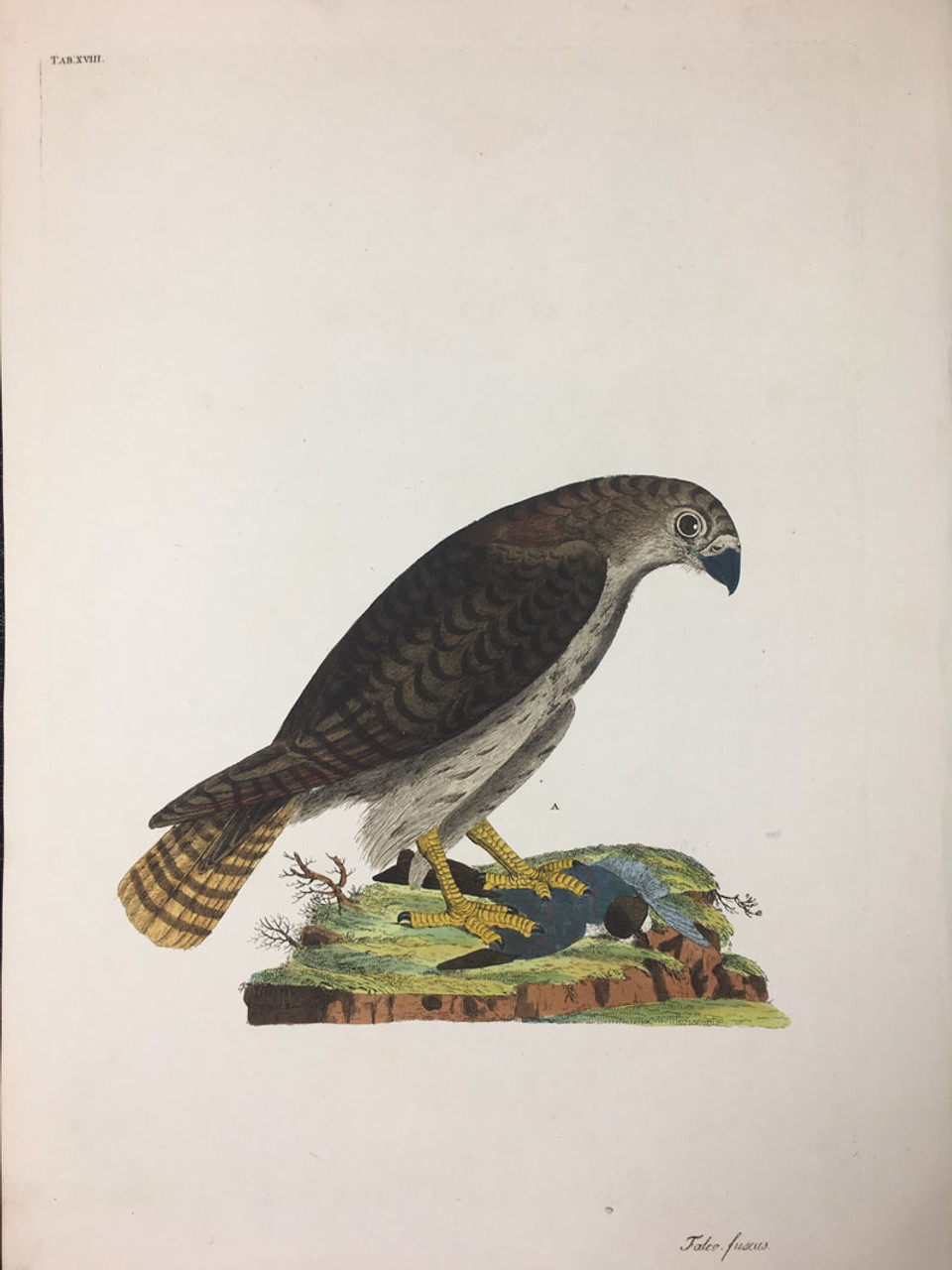 Falco fuscus TAB. XVIII (Sharp Shinned Hawk)