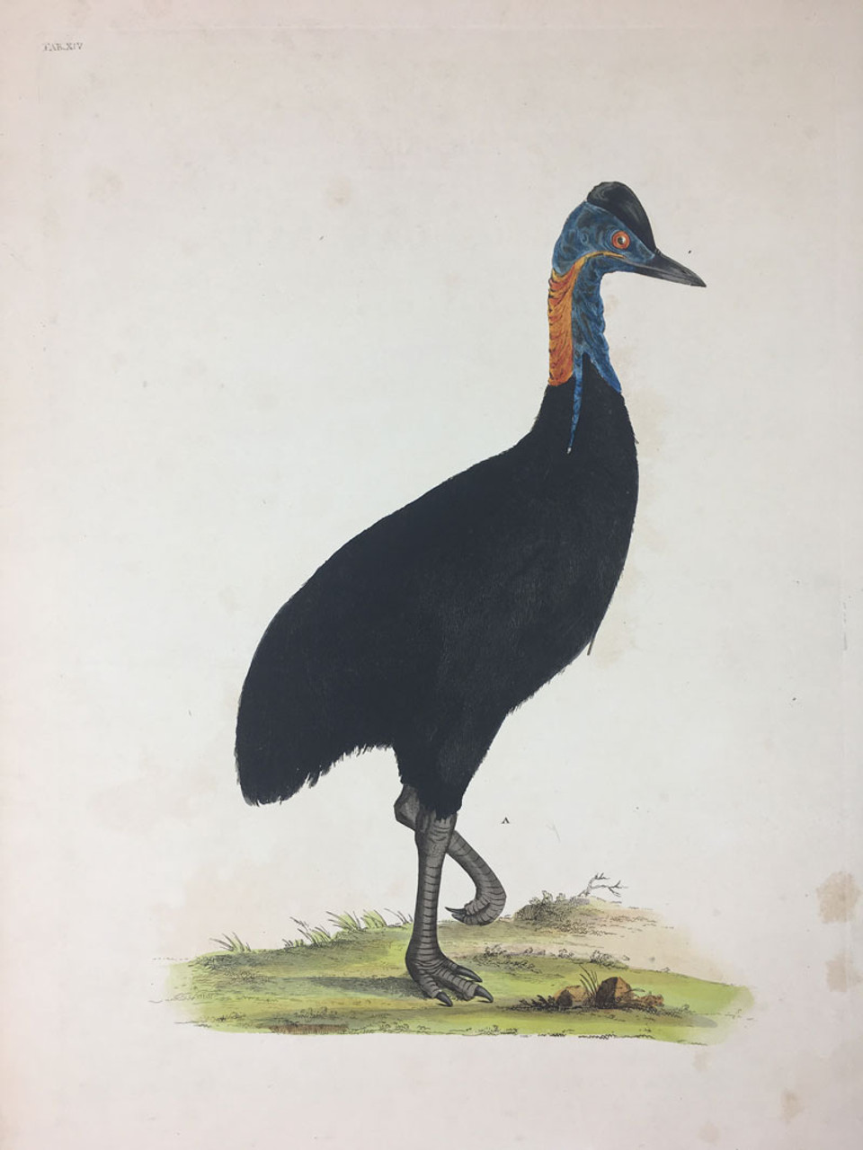 Struthio casuarius TAB. XIV (Southern Cassowary)