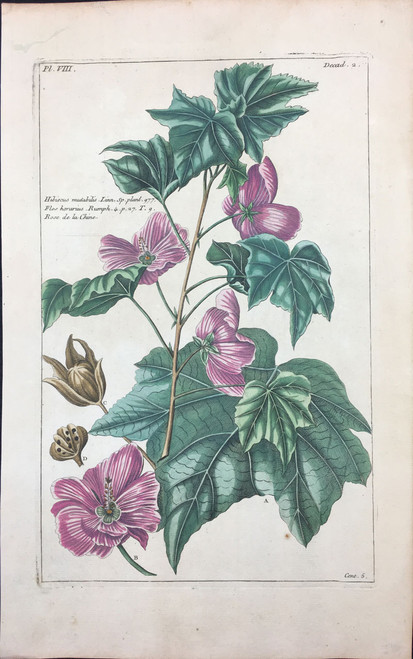 Hibiscus Pl. VIII Decad 2