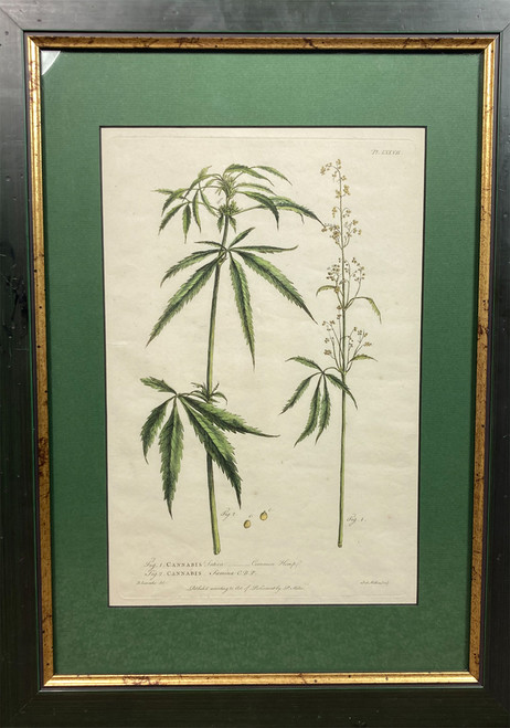 Cannabis by Phillip Miller 1760 England original hand colored engraving antique print