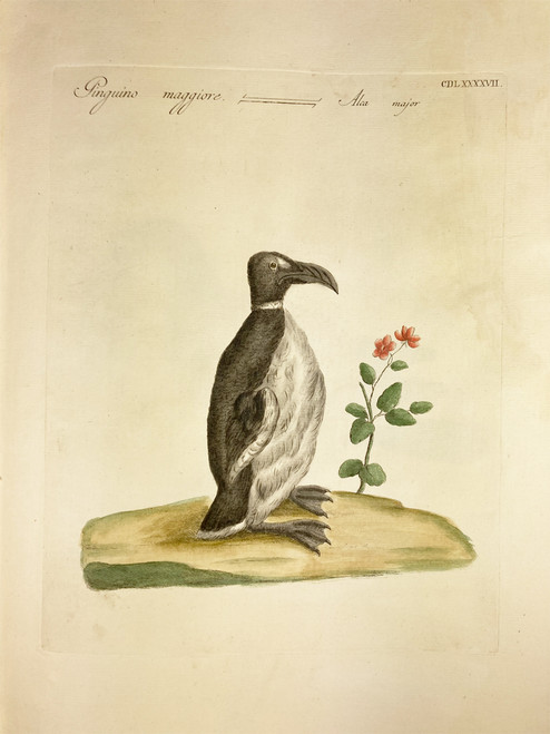 Penguin by Saverio Manetti 1767-1776 Italy original watercolor copper plate engraving on rag paper antique print