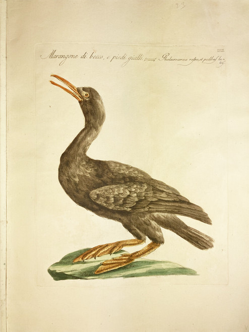 Cormorant by Saverio Manetti 1767-1776 Italy original watercolor copper plate engraving on rag paper antique paper