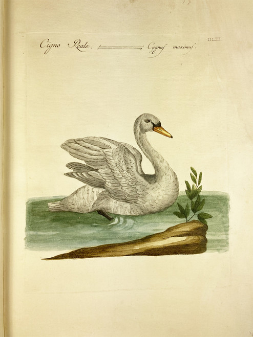 Swan by Saverio Manetti 1767-1776 Italy original watercolor copper plate engraving on rag paper antique print