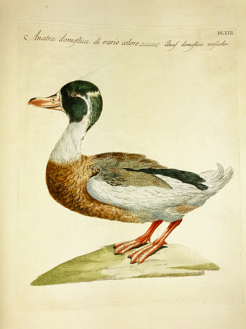 Duck by Saverio Manetti 1767-1776 Italy original watercolor copper plate engraving on rag paper antique print