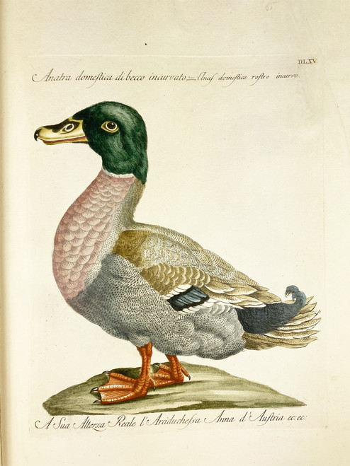 Duck by Saverio Manetti 1767-1776 Italy original watercolor copper plate engraving on rag paper antique print