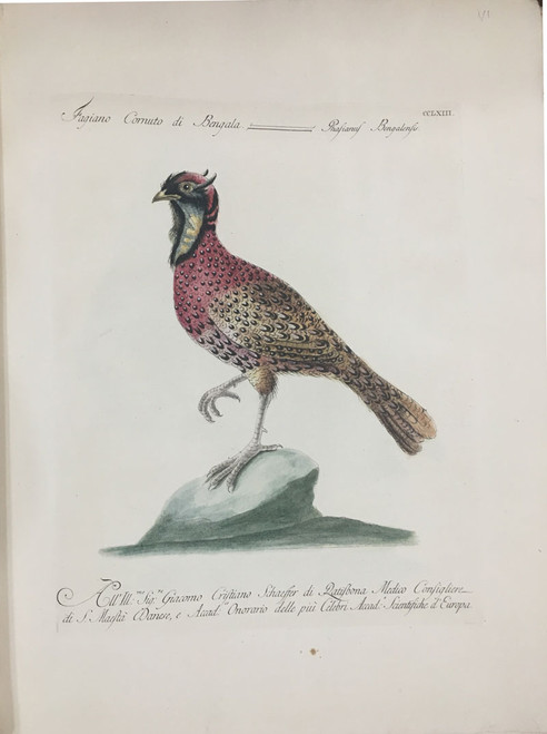 Bengala Pheasant