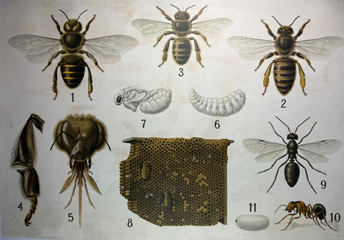 Bees Swedish Educational Chart 1920s Sweden original stone lithograph on linen vintage poster