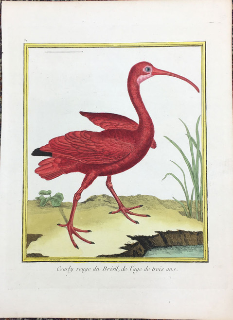 Red Curlew - 1780s