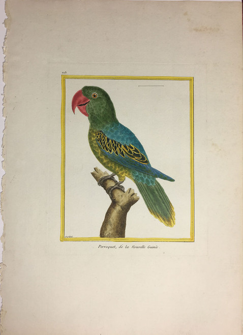 New Guinea Parakeet