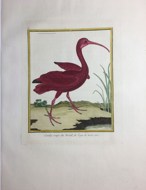 Red Curlew/Plate 81