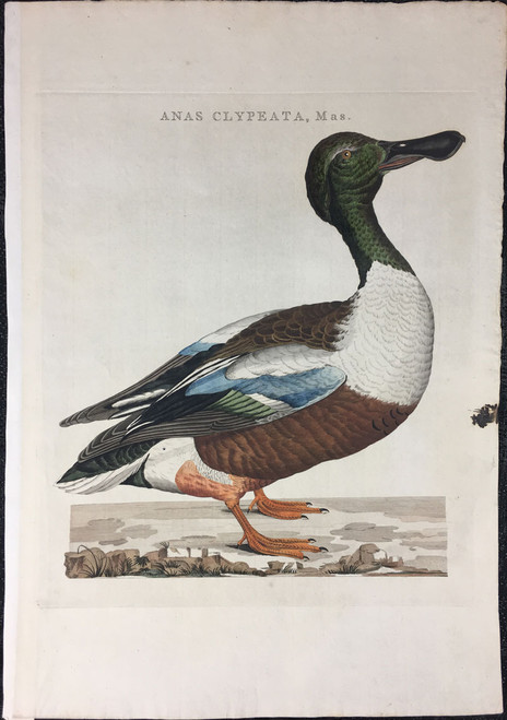Anas Clypeata Mas (Northern Shoveler Duck)