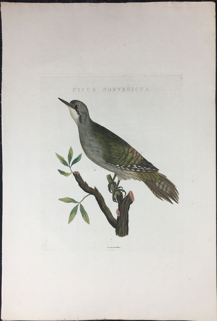 Picus Norvegicus (Gray Headed Woodpecker)
