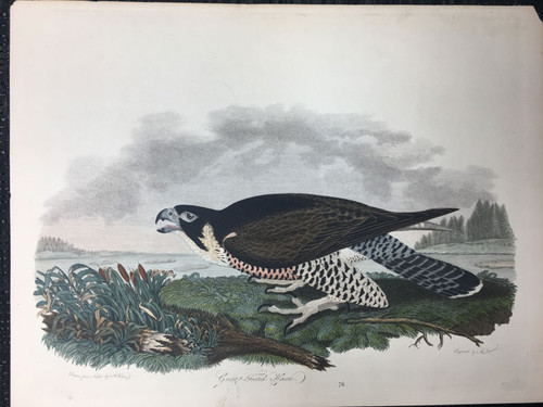 Plate 76: Great Footed Hawk