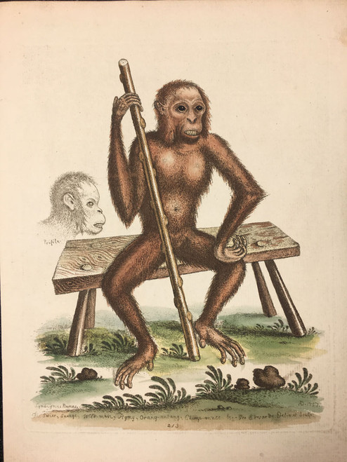 #213 Orang-Autang