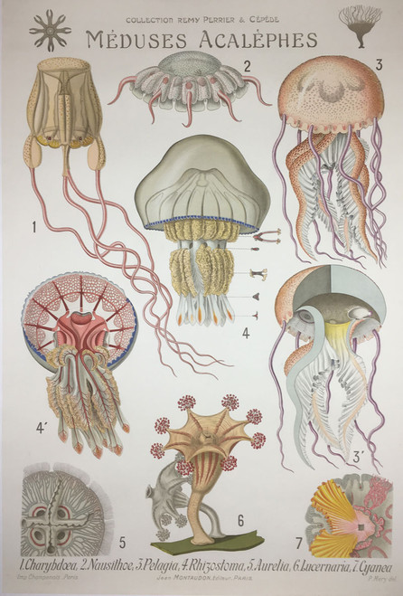 Meduses Acalephes Jellyfish one of a 21 piece set Rare zoology science biology health sciences on linen