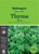 Mcgregors Herb Thyme Seed