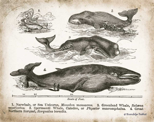Babbitt Gwendolyn Antique Balene II Animali cm50X64 Immagine su CARTA TELA PANNELLO CORNICE Orizzontale