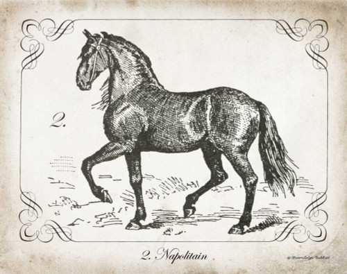 Babbitt Gwendolyn Farm Horse II Animali cm50X64 Immagine su CARTA TELA PANNELLO CORNICE Orizzontale