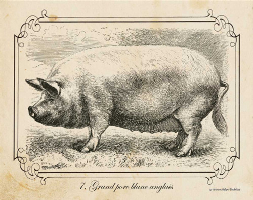 Babbitt Gwendolyn Farm Pig II Animali cm50X64 Immagine su CARTA TELA PANNELLO CORNICE Orizzontale