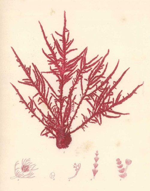 Poloson Kimberly Red botanico Study II Natura morta cm70X54 Immagine su CARTA TELA PANNELLO CORNICE Verticale