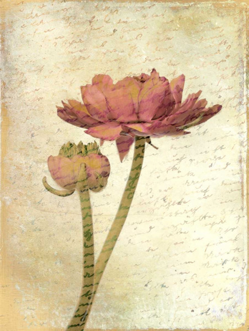 Allen Kimberly Ranunculus Bloom 1 Floreale cm117X87 Immagine su CARTA TELA PANNELLO CORNICE Verticale
