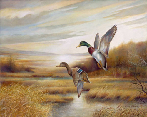 Manning Ruane Mallards Animali cm80X102 Immagine su CARTA TELA PANNELLO CORNICE Orizzontale