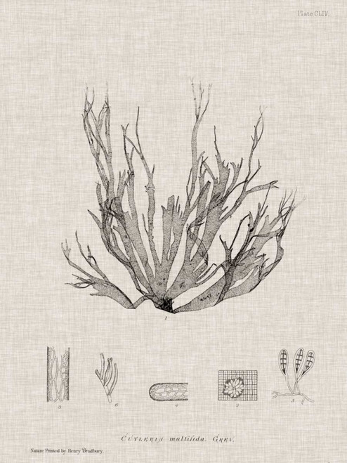 Bradbury Henry Carbone e Lino alghe I Animali & Natura cm109X82 Immagine su CARTA TELA PANNELLO CORNICE Verticale