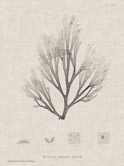 Bradbury Henry Carbone e Lino alghe III Animali & Natura cm109X82 Immagine su CARTA TELA PANNELLO CORNICE Verticale