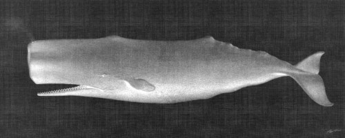 Butler John Whale Watching II Animali cm54X137 Immagine su CARTA TELA PANNELLO CORNICE Orizzontale