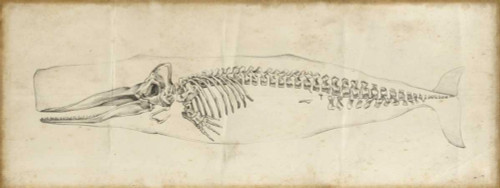 Harper Ethan Whale Study II Animali cm54X146 Immagine su CARTA TELA PANNELLO CORNICE Orizzontale