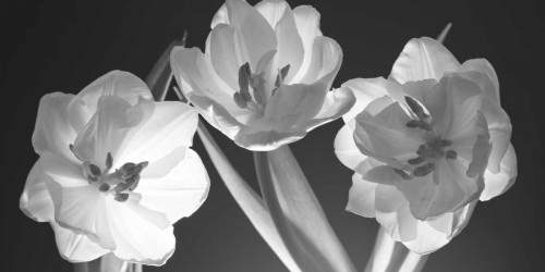 Frank Assaf Tulipani, in bianco e nero Floreale cm41X82 Immagine su CARTA TELA PANNELLO CORNICE Orizzontale