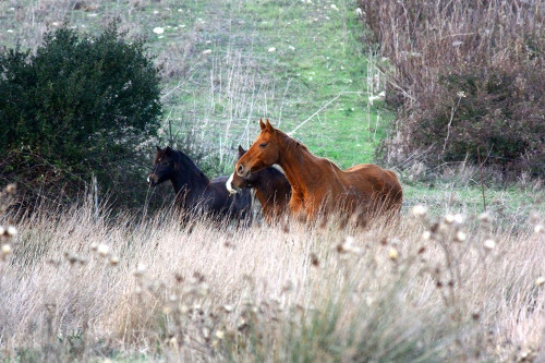 Giovanni Saiu Incantevole Wild Horses in Sardegna Animali cm89X134 Immagine su CARTA TELA PANNELLO CORNICE Orizzontale