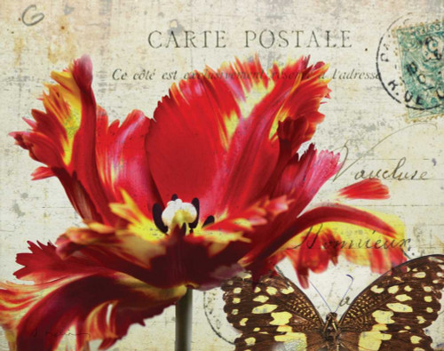 Stampa su tela Poster Melious Amy Carte Postale Tulip I Floreale Orizzontale