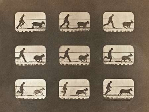 Stampa su tela Poster Muybridge Eadweard Studio del movimento: uomo che insegue una capra museo Orizzontale