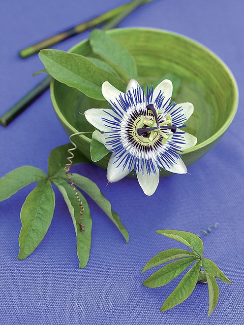 Stampa su tela Poster Beyler Catherine Composizione Zen: passiflora su tazza e bacchette Floreale Verticale