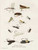 Babbitt Gwendolyn Pesca Flies I Vintage ? cm70X54 Immagine su CARTA TELA PANNELLO CORNICE Verticale