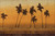 Martin Cheryl Sunset Palms I Costiero cm78X118 Immagine su CARTA TELA PANNELLO CORNICE Orizzontale