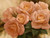 Levashov Igor Peach Rose Splendor I Floreale cm84X111 Immagine su CARTA TELA PANNELLO CORNICE Orizzontale
