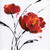 Nan Red Poppy Splash I Floreale cm73X73 Immagine su CARTA TELA PANNELLO CORNICE Quadrata