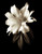 Rehner John Portrait in White I Floreale cm64X50 Immagine su CARTA TELA PANNELLO CORNICE Verticale