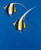 Siddle Keith Moorish Idols   Blu Animali cm93X76 Immagine su CARTA TELA PANNELLO CORNICE Verticale