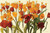 Novak Shirley tulipomania Floreale cm78X118 Immagine su CARTA TELA PANNELLO CORNICE Orizzontale