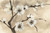 Paschke Chris Spring Blossoms IV Floreale cm80X124 Immagine su CARTA TELA PANNELLO CORNICE Orizzontale