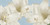 Linda Wood Bianco Amaryllis III europeo cm84X171 Immagine su CARTA TELA PANNELLO CORNICE Orizzontale